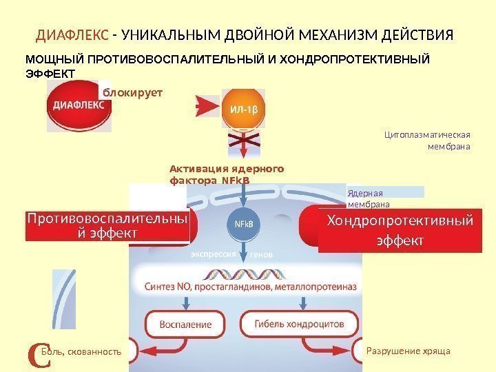 Механизм действия Диафлекса Механизм действия Диафлекса