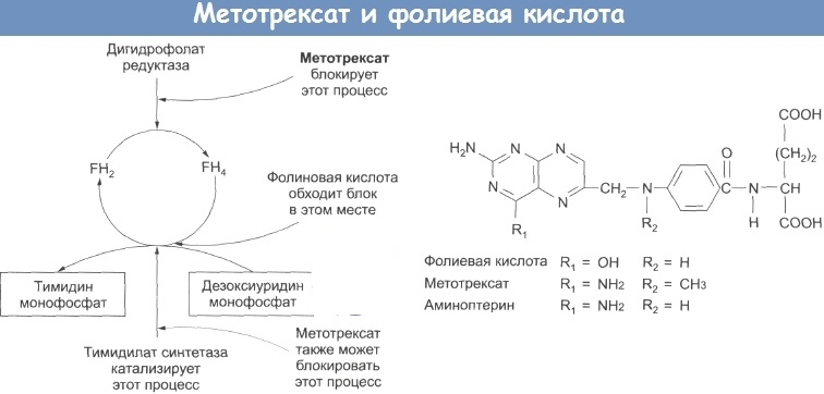 Метотрексат и фолиевая кислота Метотрексат и фолиевая кислота
