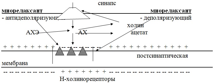 Механизм действия миорелаксантов Механизм действия миорелаксантов