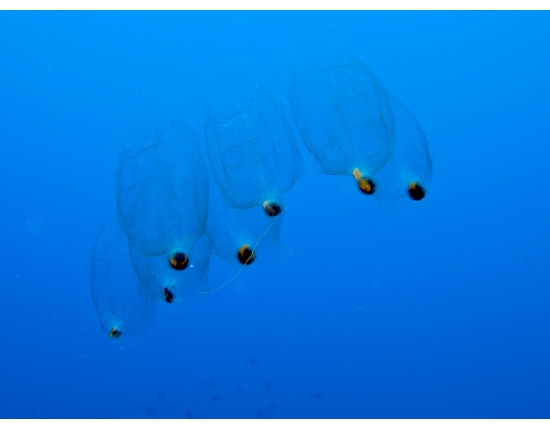 сальпы при увеличении
