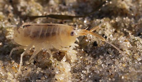 Морская блоха, фото