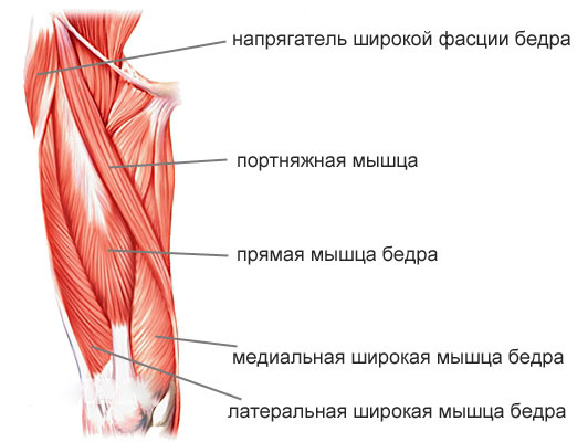 Мышцы бедра Мышцы бедра