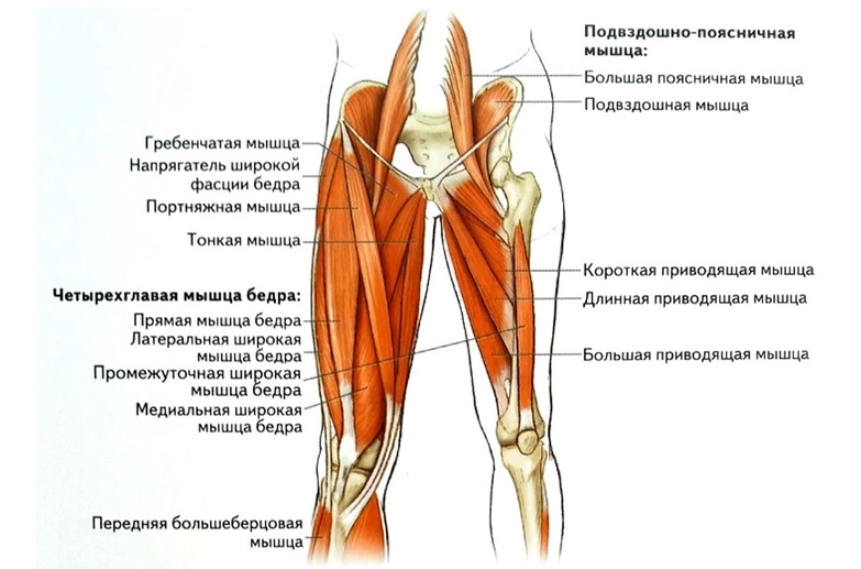 Мышцы бедра Мышцы бедра