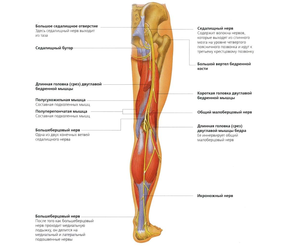 Мышцы и нервы нижних конечностей Мышцы и нервы нижних конечностей