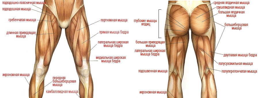 Мышцы ног Мышцы ног