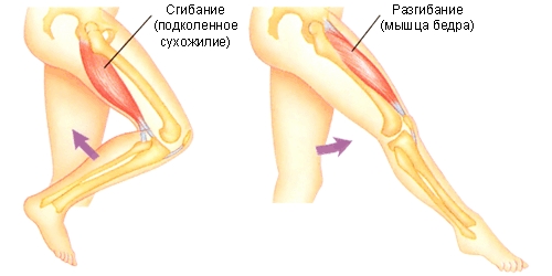 Отделы отвечающие за сгибание и разгибание колена Отделы отвечающие за сгибание и разгибание колена