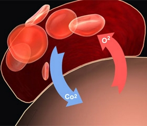 Ускорение кровообращения Ускорение кровообращения