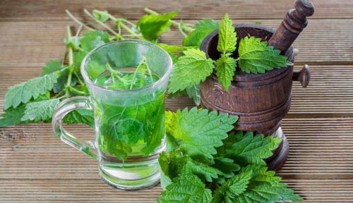 Настой крапивы Настой крапивы