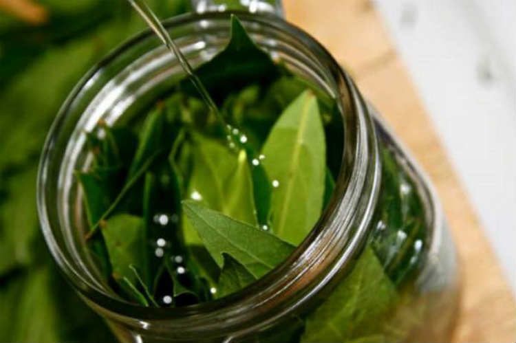 Настой лаврового листа