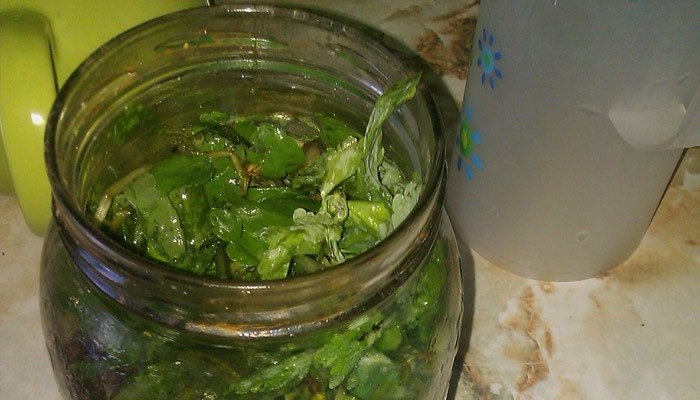 Настой листьев чистотела Настой листьев чистотела