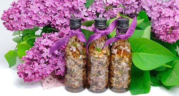 Настой сирени Настой сирени