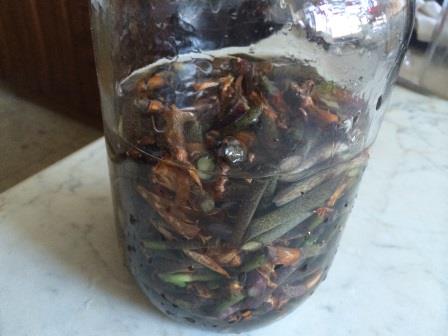 Настой золотого уса Настой золотого уса