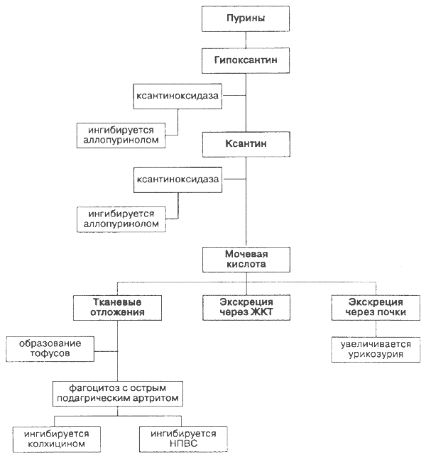 Назначение лечения при подагре Назначение лечения при подагре