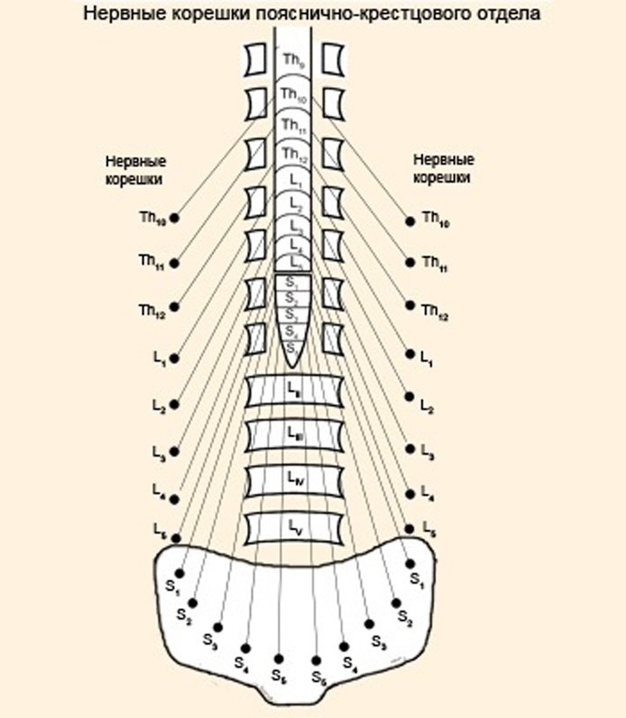 Нервные корешки пояснично-крестцового отдела позвоночника Нервные корешки пояснично-крестцового отдела позвоночника