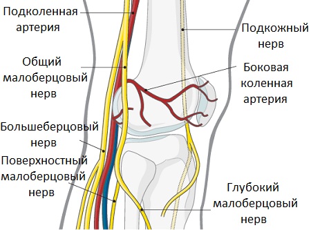 Нервы колена Нервы колена