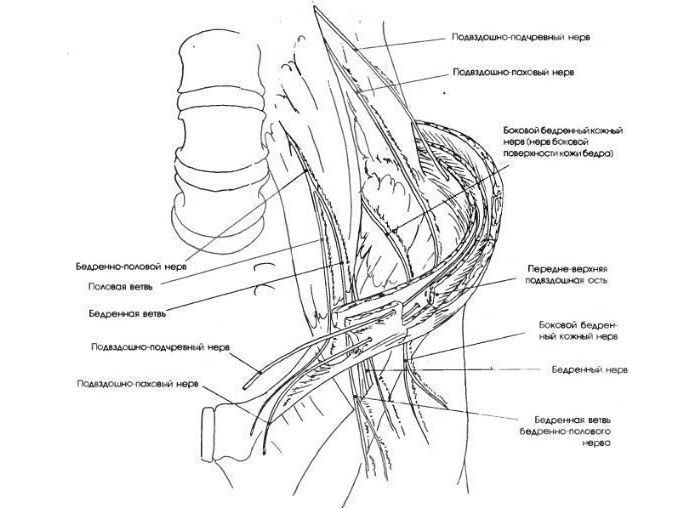 Нервы паховой области Нервы паховой области