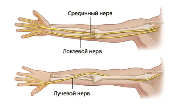 Основные нервы руки Основные нервы руки