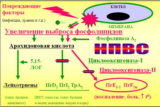 Действие НПВС при артрите Действие НПВС при артрите