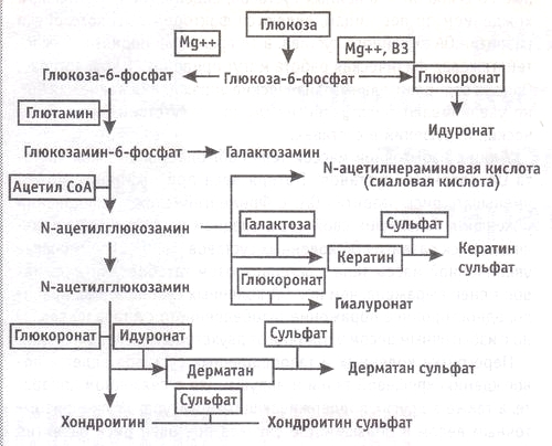 Образование галактозамина, N-ацетилгликозамина и хондроитин сульфата Образование галактозамина, N-ацетилгликозамина и хондроитин сульфата