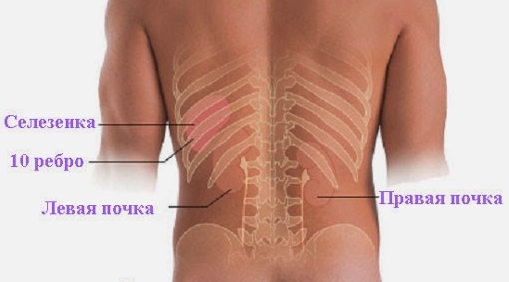 Опасность ушиба для внутренних органов Опасность ушиба для внутренних органов