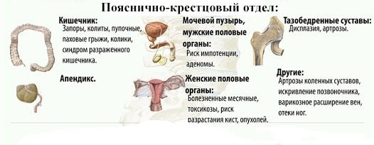 Органы около поясницы Органы около поясницы