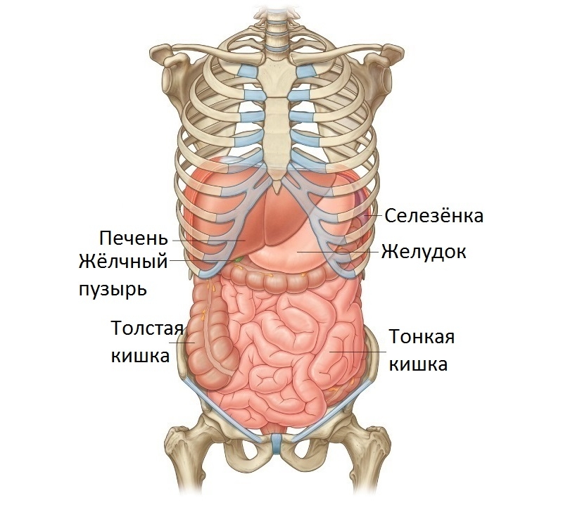 Органы около нижней части ребер Органы около нижней части ребер