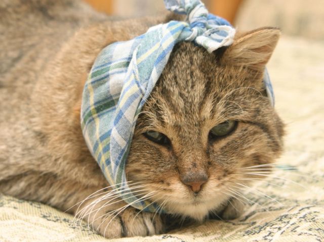 У кошки перевязано ухо