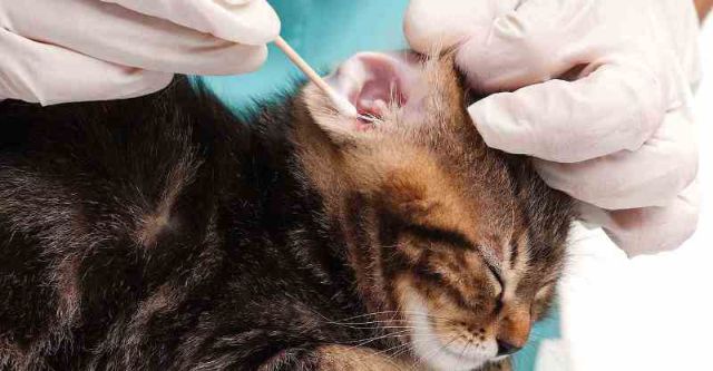 ОБработка уха кошки