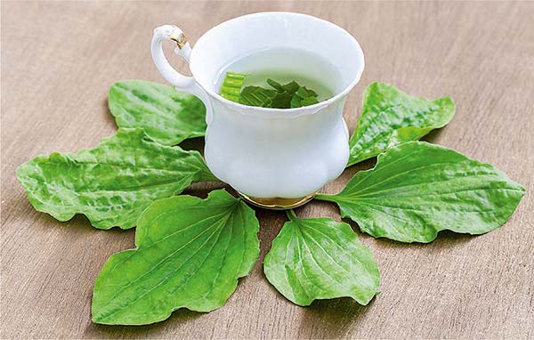 Отвар подорожника Отвар подорожника