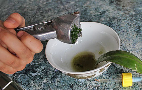 Отжим каланхоэ Отжим каланхоэ