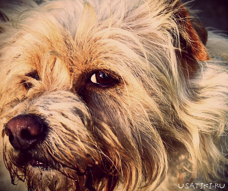 Берегите своих питомцев