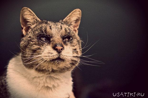 Ожог глаз у кота