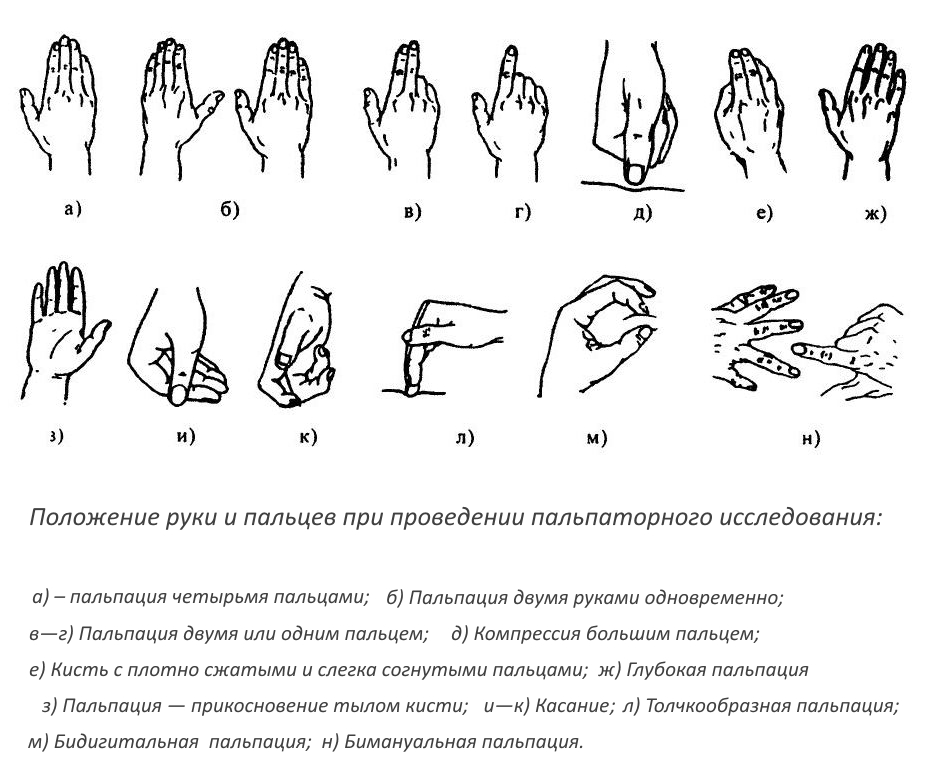 Пальпация Пальпация