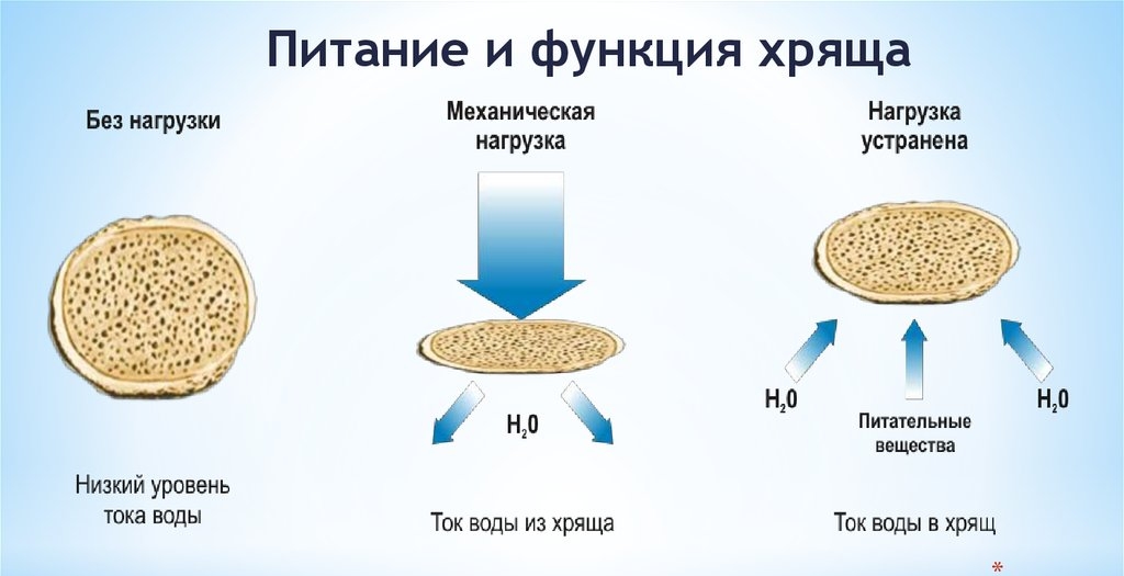 Питание хряща при помощи хондропротекторов Питание хряща при помощи хондропротекторов