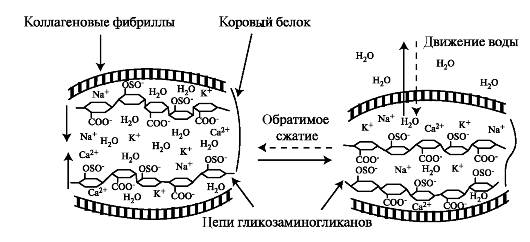 Питание хрящевой ткани и движение воды Питание хрящевой ткани и движение воды