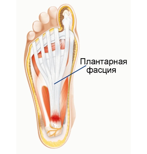 Плантарная фасция Плантарная фасция