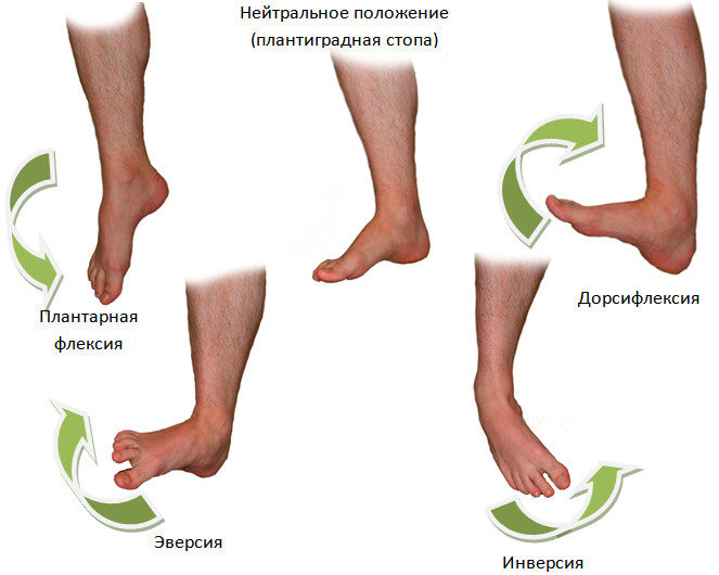 Положения при растяжения стопы Положения при растяжения стопы