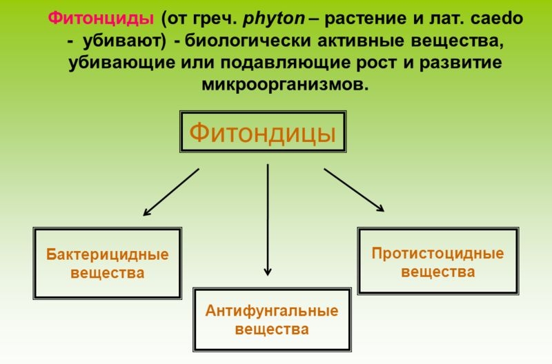 Польза фитонцидов Польза фитонцидов
