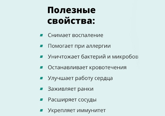 Польза каланхоэ Польза каланхоэ