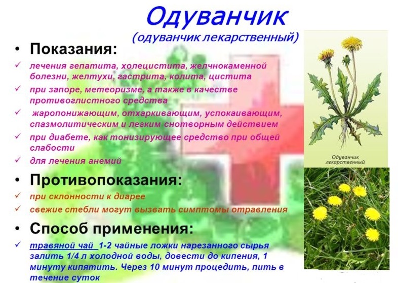 Польза одуванчиков Польза одуванчиков