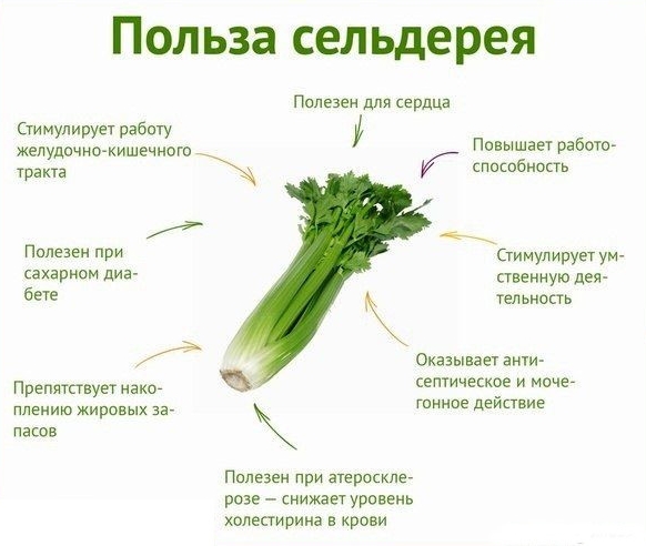Польза сельдерея Польза сельдерея