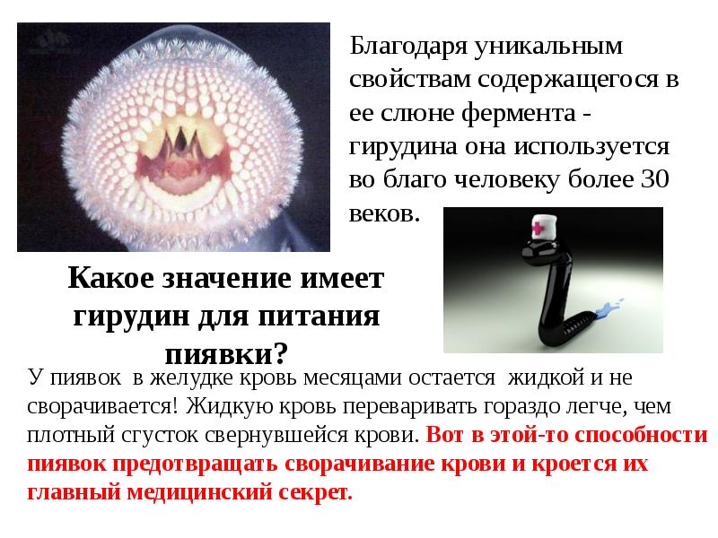 Польза слюны пиявки Польза слюны пиявки