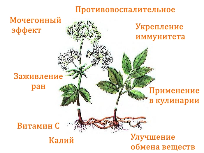Польза сныти Польза сныти