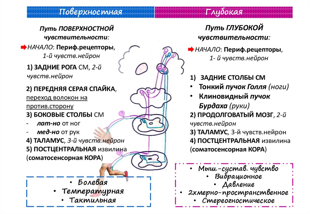 Поверхностная и глубокая чувствительность мышц конечностей Поверхностная и глубокая чувствительность мышц конечностей