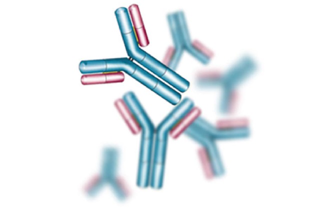 Повышение глобулинов класса G в крови Повышение глобулинов класса G в крови