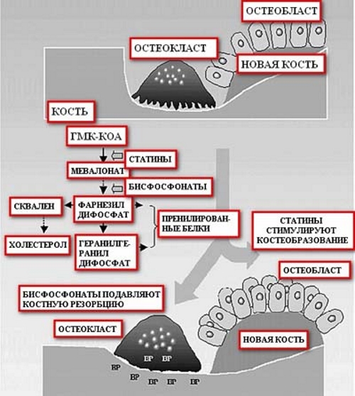 Повышение остеобластов Повышение остеобластов