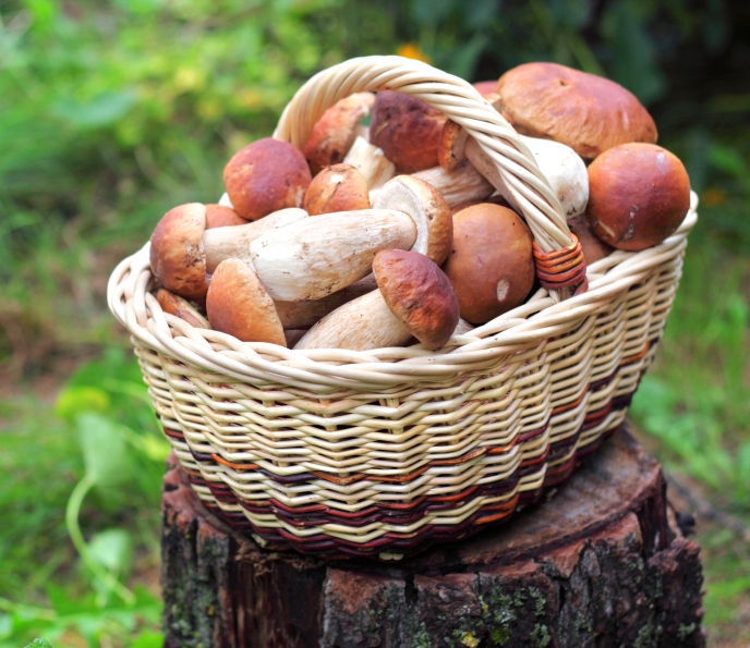 Противопоказание белых грибов при подагре Противопоказание белых грибов при подагре