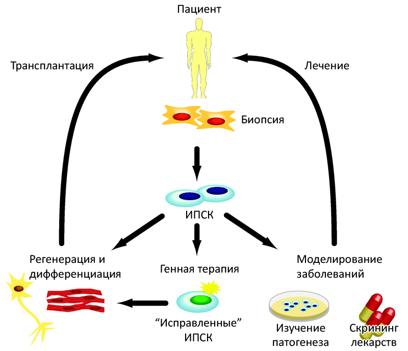 Протокол использования стволовых клеток Протокол использования стволовых клеток