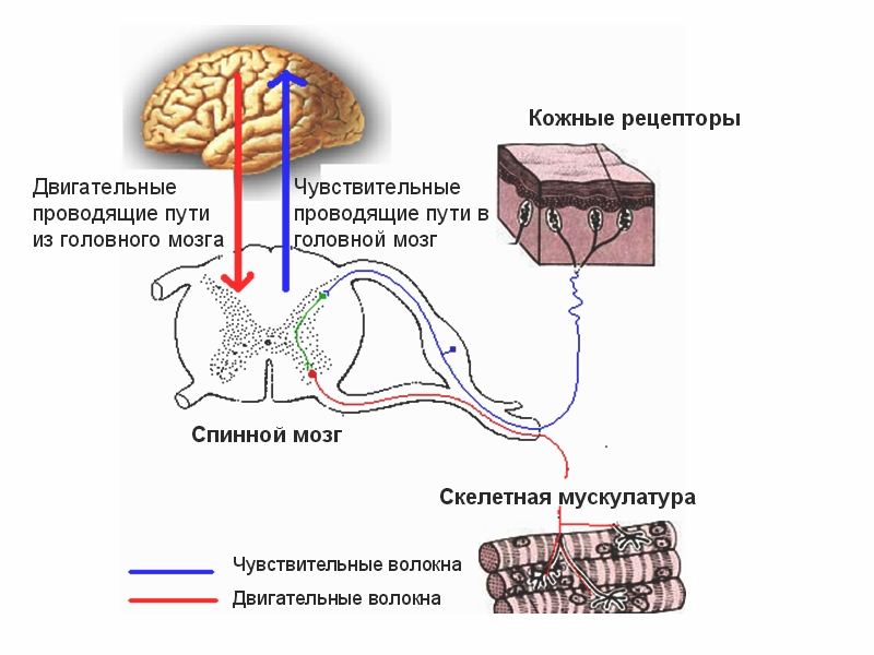 Проводимость нервных и двигательных волокон Проводимость нервных и двигательных волокон