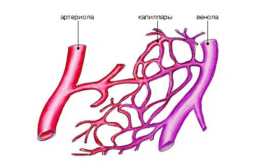 Расширение капилляров Расширение капилляров